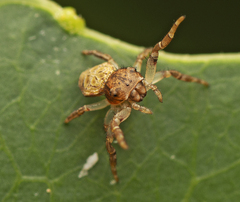 Cymbacha
