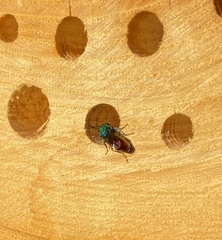 Chrysura