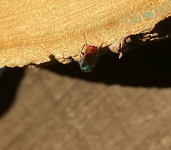 Chrysura