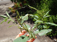 Amaranthus dubius