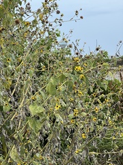 Helianthus argophyllus