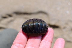 Ischnochiton australis
