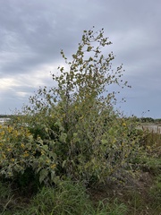 Helianthus argophyllus