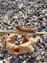 Papilio multicaudata