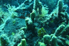 Hippocampus hippocampus