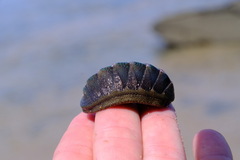 Ischnochiton australis