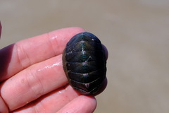 Ischnochiton australis