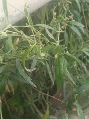 Atriplex oblongifolia