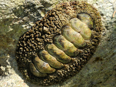 Acanthopleura gemmata