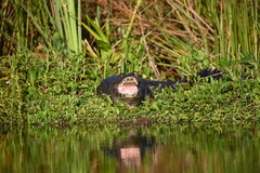Caiman yacare