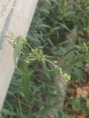 Atriplex oblongifolia