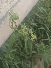 Atriplex oblongifolia