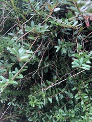 Vaccinium macrocarpon