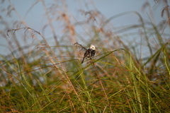 Arundinicola leucocephala