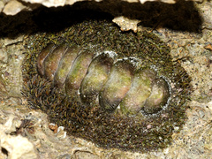 Acanthopleura gemmata