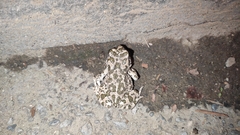 Bufotes viridis sitibundus