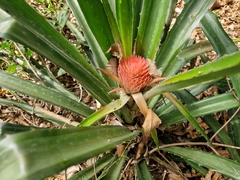 Ananas macrodontes
