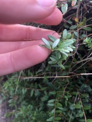 Vaccinium macrocarpon