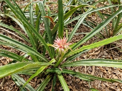 Ananas macrodontes