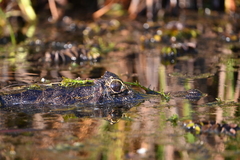 Caiman yacare