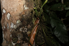 Monogramma acrocarpa