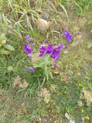 Anchusa officinalis
