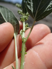 Amaranthus dubius
