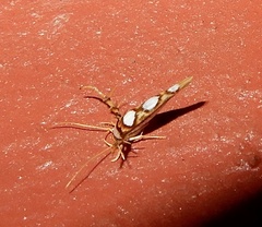 Stathmopoda orbiculata