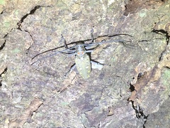 Batocera rubus rubus