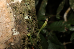 Monogramma acrocarpa