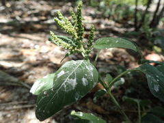 Amaranthus dubius