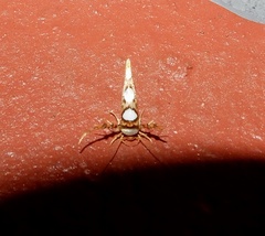 Stathmopoda orbiculata