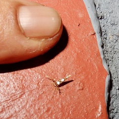 Stathmopoda orbiculata