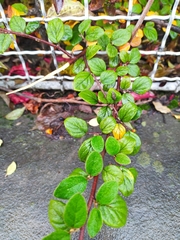 Cotoneaster zabelii