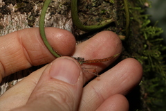Monogramma acrocarpa