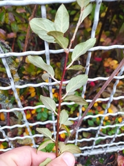 Cotoneaster zabelii