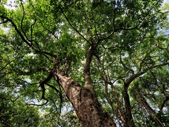 Pouteria gardneriana