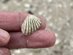 Cardites floridanus