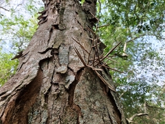 Gleditsia amorphoides
