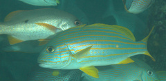 Plectorhinchus chrysotaenia
