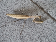 Mantis religiosa
