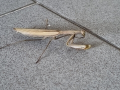 Mantis religiosa