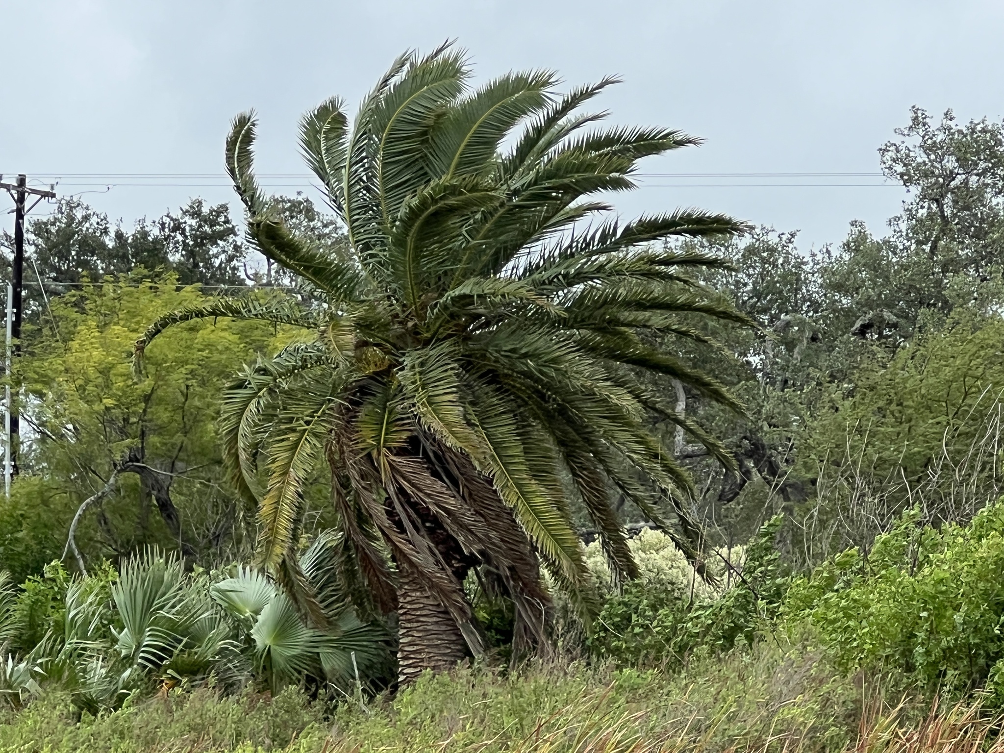 Phoenix canariensis
