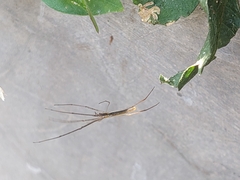Tetragnatha montana
