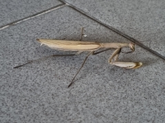 Mantis religiosa