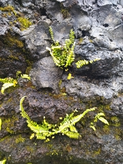Asplenium monanthes