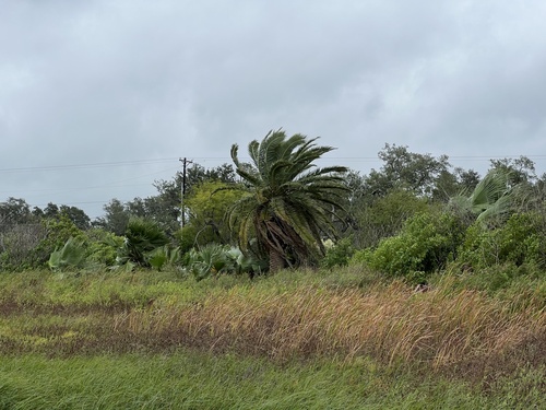 Phoenix canariensis