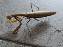 Mantis religiosa