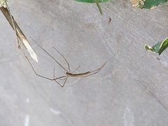 Tetragnatha montana