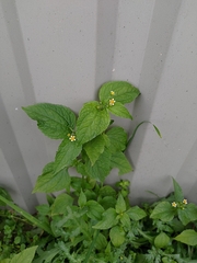 Galinsoga parviflora